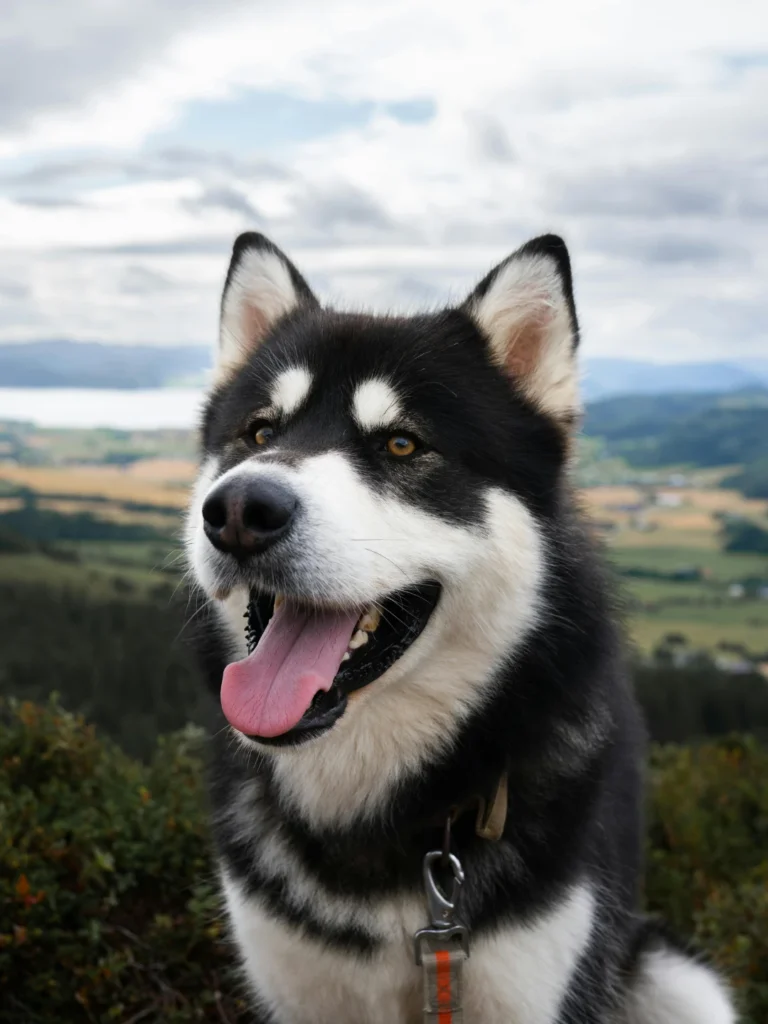 10-racas-de-cachorros-que-parecem-lobos