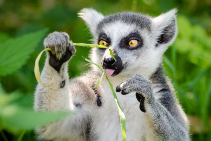 lemures-de-madagascar