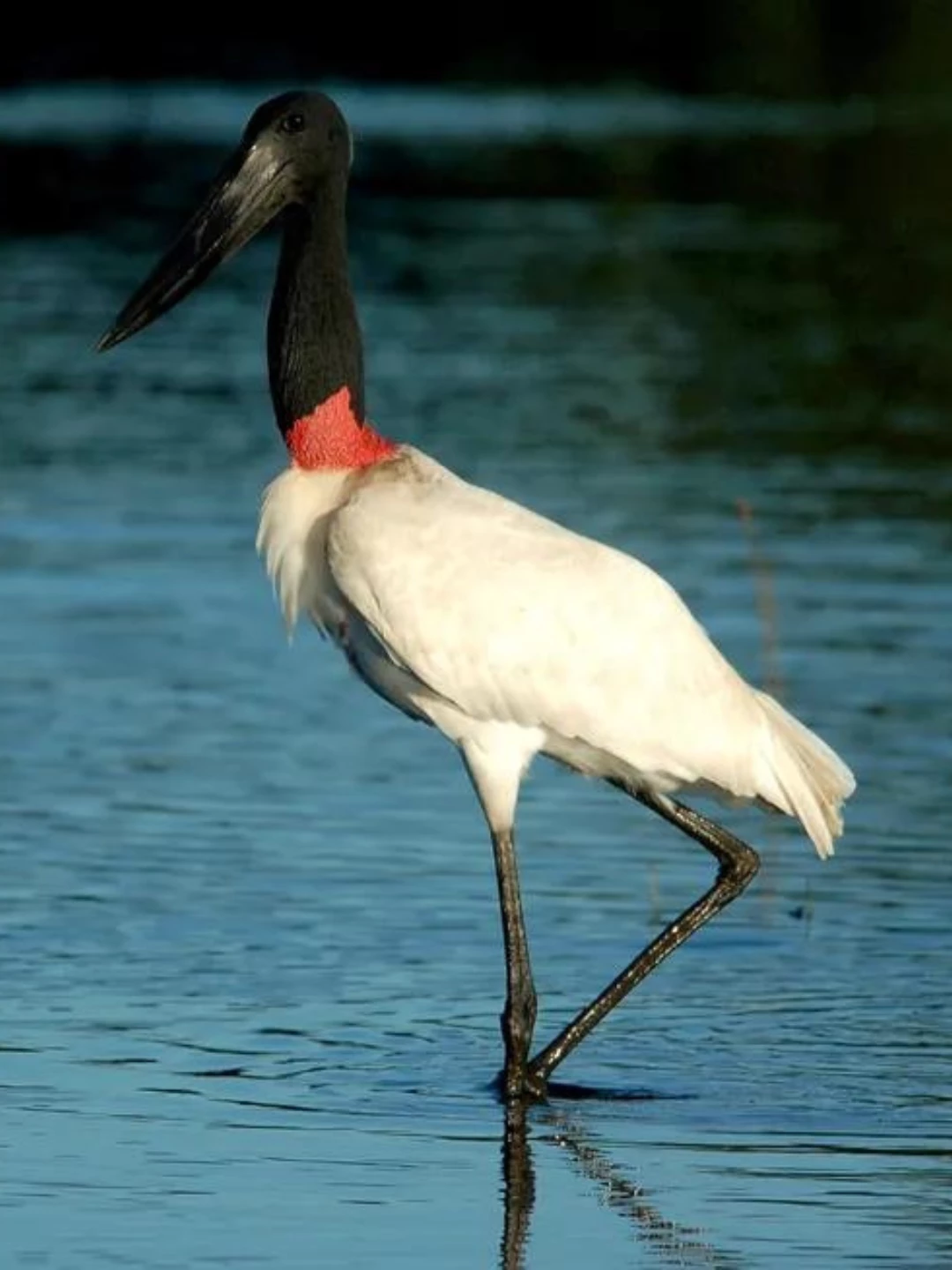 Curiosidades Fascinantes Sobre o Tuiuiú